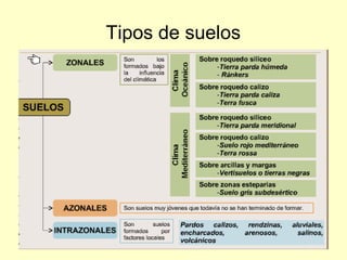 Tipos de suelos
 