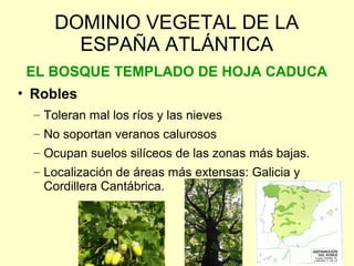 DOMINIO VEGETAL DE LA
       ESPAÑA ATLÁNTICA
 EL BOSQUE TEMPLADO DE HOJA CADUCA
• Robles
  – Toleran mal los ríos y las nieves
  – No soportan veranos calurosos
  – Ocupan suelos silíceos de las zonas más bajas.
  – Localización de áreas más extensas: Galicia y
    Cordillera Cantábrica.
 