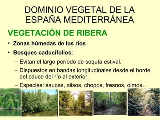 DOMINIO VEGETAL DE LA
     ESPAÑA MEDITERRÁNEA
VEGETACIÓN DE RIBERA
• Zonas húmedas de los ríos
• Bosques caducifolios:
  – Evitan el largo período de sequía estival.
  – Dispuestos en bandas longitudinales desde el borde
    del cauce del río al exterior.
  – Especies: sauces, alisos, chopos, fresnos, olmos…
 