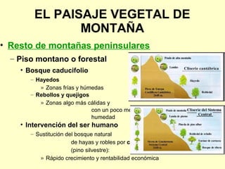 EL PAISAJE VEGETAL DE
               MONTAÑA
• Resto de montañas peninsulares
  – Piso montano o forestal
    • Bosque caducifolio
       – Hayedos
          » Zonas frías y húmedas
       – Rebollos y quejigos
          » Zonas algo más cálidas y
                             con un poco menos de
                             humedad
    • Intervención del ser humano
       – Sustitución del bosque natural
                       de hayas y robles por coníferas
                       (pino silvestre):
          » Rápido crecimiento y rentabilidad económica
 
