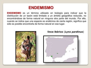 ENDEMISMO es un término utilizado en biología para indicar que la
distribución de un taxón está limitado a un ámbito geográfico reducido, no
encontrándose de forma natural en ninguna otra parte del mundo. Por ello,
cuando se indica que una especie es endémica de cierta región, significa que
sólo es posible encontrarla de forma natural en ese lugar.
ENDEMISMO
lince ibérico (Lynx pardinus)
 
