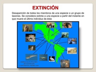 Desaparición de todos los miembros de una especie o un grupo de
taxones. Se considera extinta a una especie a partir del instante en
que muere el último individuo de ésta
EXTINCIÓN
 