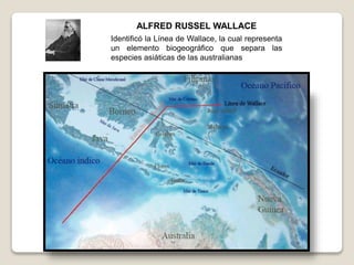 ALFRED RUSSEL WALLACE
Identificó la Línea de Wallace, la cual representa
un elemento biogeográfico que separa las
especies asiáticas de las australianas
 