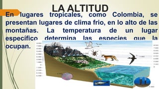 LA ALTITUD
En lugares tropicales, como Colombia, se
presentan lugares de clima frio, en lo alto de las
montañas. La temperatura de un lugar
específico determina las especies que la
ocupan.
 