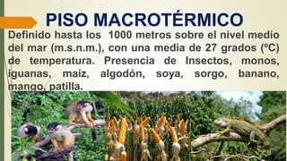 PISO MACROTÉRMICO
Definido hasta los 1000 metros sobre el nivel medio
del mar (m.s.n.m.), con una media de 27 grados (ºC)
de temperatura. Presencia de Insectos, monos,
iguanas, maíz, algodón, soya, sorgo, banano,
mango, patilla.
 