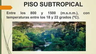 PISO SUBTROPICAL
Entre los 800 y 1500 (m.s.n.m.), con
temperaturas entre los 18 y 22 grados (ºC).
 