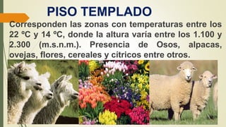 PISO TEMPLADO
Corresponden las zonas con temperaturas entre los
22 ºC y 14 ºC, donde la altura varía entre los 1.100 y
2.300 (m.s.n.m.). Presencia de Osos, alpacas,
ovejas, flores, cereales y cítricos entre otros.
 