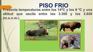 PISO FRIO
Presenta temperaturas entre los 14ºC y los 6 ºC y una
altitud que oscila entre los 3.300 y los 3.650
(m.s.n.m.)
 