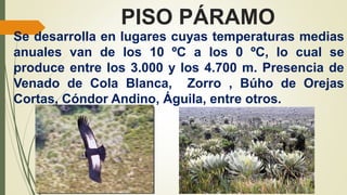 PISO PÁRAMO
Se desarrolla en lugares cuyas temperaturas medias
anuales van de los 10 ºC a los 0 ºC, lo cual se
produce entre los 3.000 y los 4.700 m. Presencia de
Venado de Cola Blanca, Zorro , Búho de Orejas
Cortas, Cóndor Andino, Águila, entre otros.
 