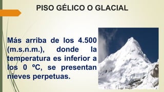 PISO GÉLICO O GLACIAL
Más arriba de los 4.500
(m.s.n.m.), donde la
temperatura es inferior a
los 0 ºC, se presentan
nieves perpetuas.
 