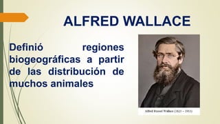 ALFRED WALLACE
Definió regiones
biogeográficas a partir
de las distribución de
muchos animales
 
