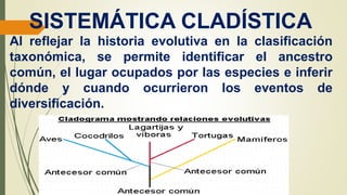 SISTEMÁTICA CLADÍSTICA
Al reflejar la historia evolutiva en la clasificación
taxonómica, se permite identificar el ancestro
común, el lugar ocupados por las especies e inferir
dónde y cuando ocurrieron los eventos de
diversificación.
 