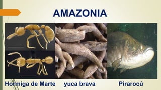 AMAZONIA
Hormiga de Marte yuca brava Pirarocú
 