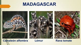 MADAGASCAR
Camaleón alfombra Lémur Rana tomate
 