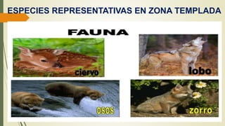 ESPECIES REPRESENTATIVAS EN ZONA TEMPLADA
 