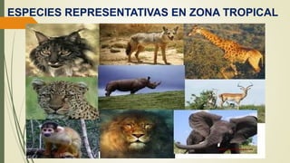ESPECIES REPRESENTATIVAS EN ZONA TROPICAL
 