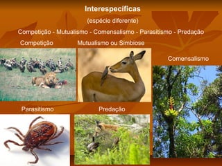 Interespecíficas
(espécie diferente)
Competição - Mutualismo - Comensalismo - Parasitismo - Predação
Competição

Mutualismo ou Simbiose
Comensalismo

Parasitismo

Predação

 