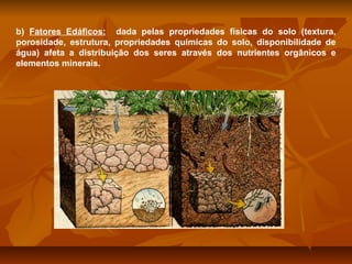 b) Fatores Edáficos: dada pelas propriedades físicas do solo (textura,
porosidade, estrutura, propriedades químicas do solo, disponibilidade de
água) afeta a distribuição dos seres através dos nutrientes orgânicos e
elementos minerais.

 