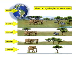 Níveis de organização dos seres vivos

 