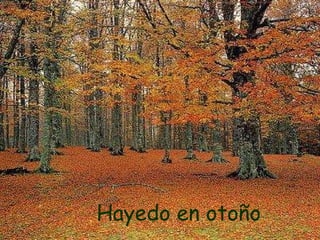 Hayedo-abetal de la Selva de Irati.