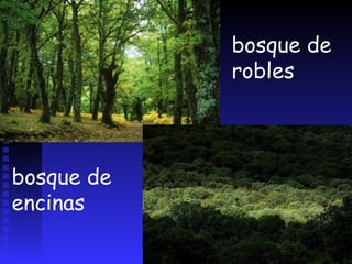 EL PISO SUBALPINO   es el de las masas de coníferas a veces formando bosque mixto con el haya. 