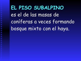 Bosques de haya, pino y abeto