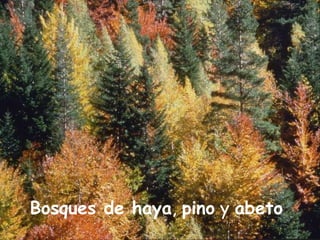 EL PISO ALPINOdominio del prado.