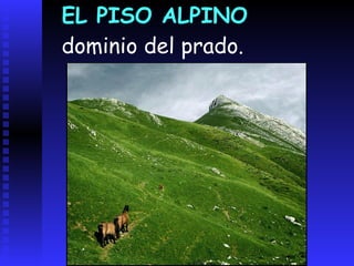 PISO SUPRAFORESTAL(propio de las montañas no pirenaicas)