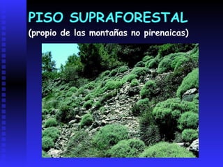 EL PISO NIVALformado por rocas desnudas y nievedonde crecen plantas rupícolas