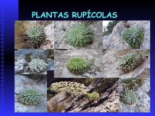 PLANTAS ESPINOSAS: FLOR DE NIEVE Y VIOLETA DEL TEIDE