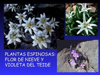 FLOR DE NIEVE