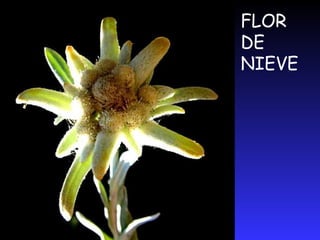 LA REGIÓN CANARIA O MACARONÉSICALa gran característica del clima canario es su diversidad y la existencia de numerosísimos endemismos y reliquias. La diversidad viene dada por el carácter volcánico y montañoso de las isla, produciéndose la típica estratificación basal de la montaña, por la existencia de microclimas, su insularidad y su ubicación estratégica. 