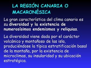 EL PISO BASAL Caracterizado por la aridezCardónTabaiba