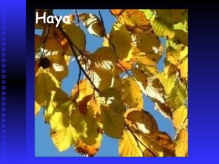 Hayedo en otoño
