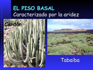 EL PISO INTERMEDIO descenso térmico y aumento de la humedadDrago y Palmera