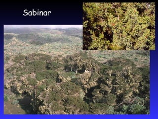 EL PISO TERMOCANARIO adpatación a los “mares de nubes”