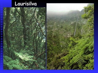 EL PISO CANARIO bosques de pino canario
