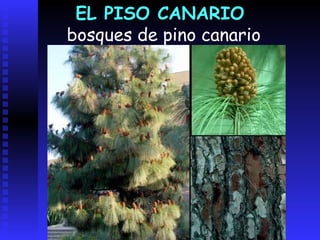 EL PISO SUPRACANARIO acusada desnudez pero gran riqueza en flores