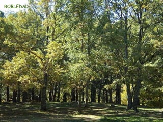 HOJAS Y TRONCO DE ROBLE