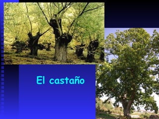 El castañoElcastaño