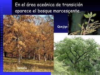 Especies de repoblaciónPino albarEucalipto