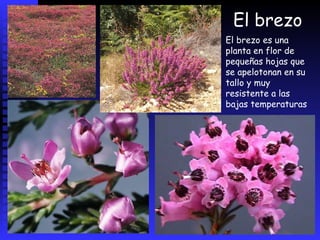 Cuando el bosque caducifolio es degradado por   sobreexplotación o incendios aparece la landa, una densa vegetación de arbustos y matorrales. Sus especies más abundantes son el brezo , la retama,  majuelos, endrinas, rosales, zarzamoras, el tejo, y la pradera.