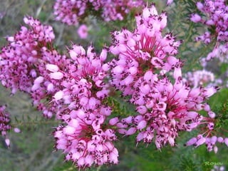 El brezoEl brezo es una planta en flor de pequeñas hojas que se apelotonan en su tallo y muy resistente a las bajas temperaturas