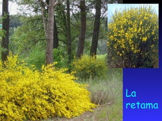 La endrina, conocida también como arañón, ciruela silvestre o pacharán, es el fruto del endrinoCrece en terrenos húmedos y en algunos casos, como el pacharán, se pueden encontrar a 1.500 metros de altitud. Maduran durante los meses de verano y otoño. Actualmente, se cultivan especies con fines comerciales.La endrina