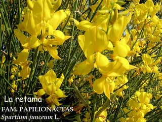 La retama