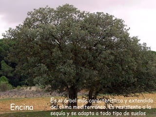 LA REGIÓN MEDITERRÁNEA Bosque PerennifolioÁrboles de mediana altura, con troncos no rectilíneos de corteza gruesa y cuyas ramas crean amplias copas. Son fundamentalmente encinas, acebuches, alcornoques, sabinas, enebros... Rico sotobosque  el madroño, la coscoja, el lentisco, la jara y una gran variedad de especies aromáticas. Alto nivel de degradación.Preservacióndel sistema de dehesa.