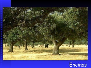 Es el árbol más característico y extendido del clima mediterráneo. Es resistente a la sequía y se adapta a todo tipo de suelos. Encina