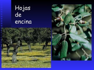 Encinas