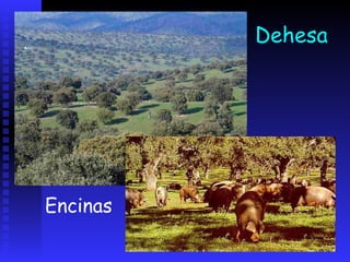 Hojas de encina