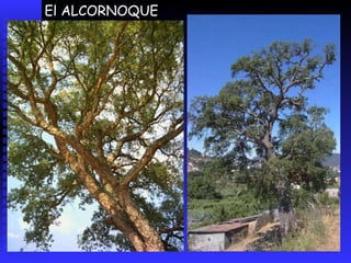 El ALCORNOQUE necesita más humedad y acepta menos temperaturas extremas, suele darse en terrenos silíceos